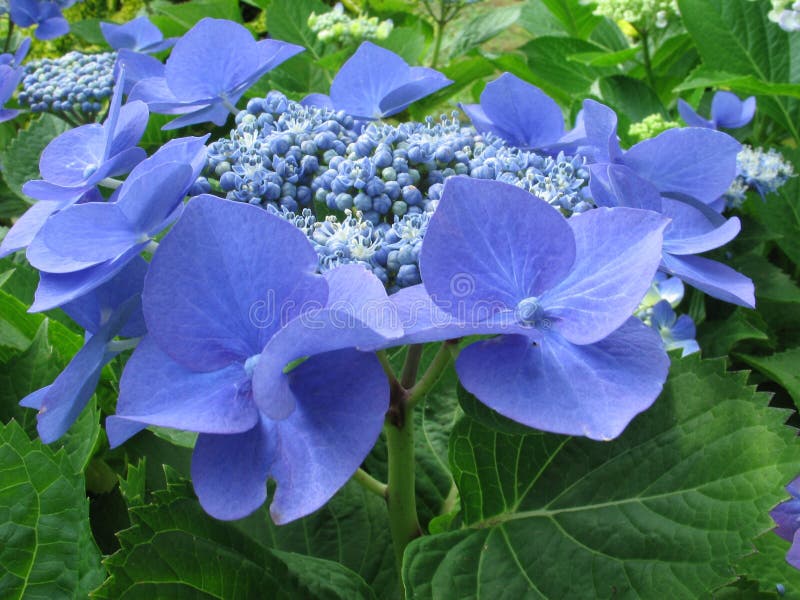 Blaue Blumenblätter 2