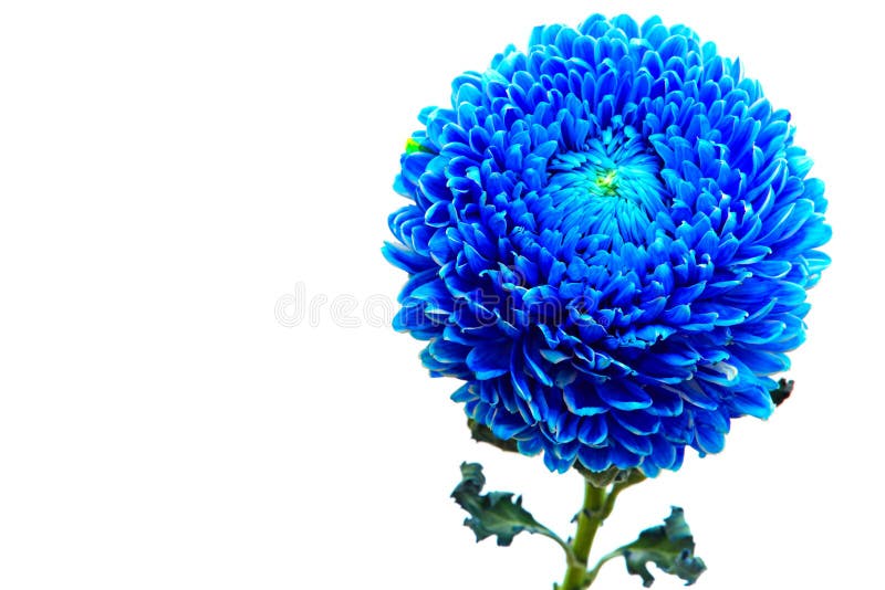 Blaue Brustharnblume lizenzfreie stockfotografie Blaue Brustharnblume lizenzfreie stockfotografie