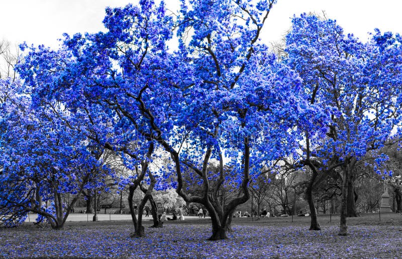 Blaue Bäume in der Schwarzweiss-Landschaft New York City lizenzfreies stockbild Blaue Bäume in der Schwarzweiss-Landschaft New York City lizenzfreies stockbild