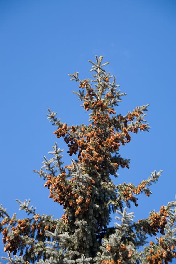 Blue spruce on a background of the sky. Blue spruce on a background of the sky