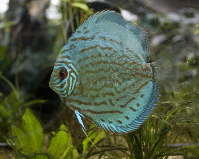 Blaue Fische im Aquarium stockfoto. Bild von öffnung - 18221162