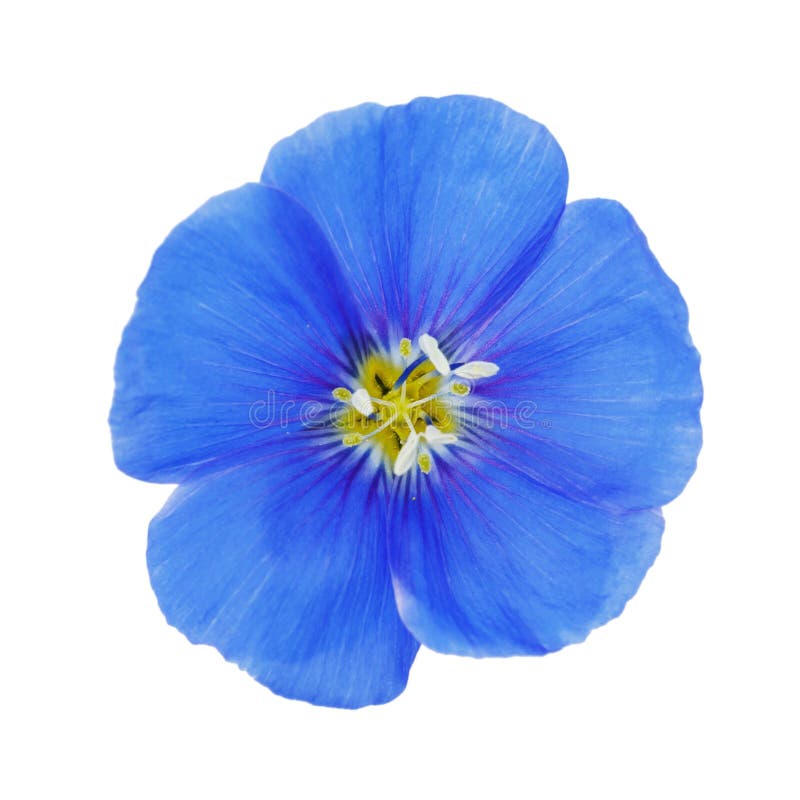Blaue Flachsblume lokalisiert auf weißem Hintergrund lizenzfreies stockfoto Blaue Flachsblume lokalisiert auf weißem Hintergrund lizenzfreies stockfoto