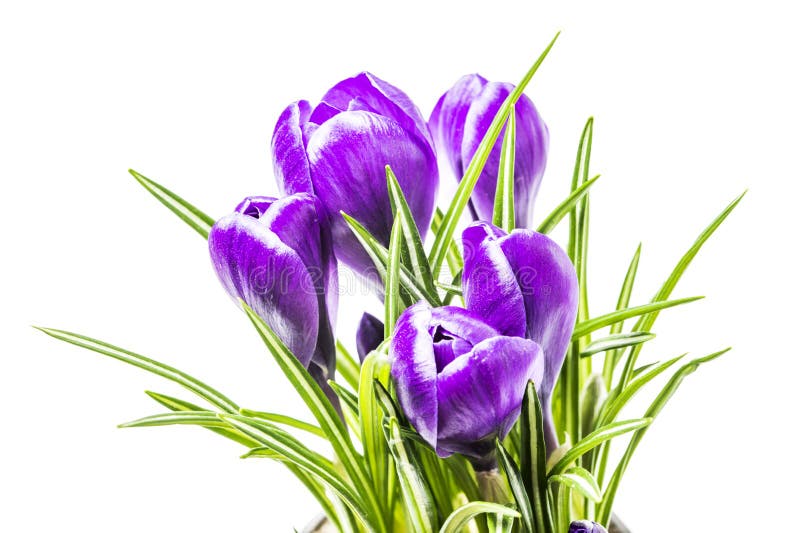 Blaue Frühlingskrokusblumen lizenzfreies stockbild Blaue Frühlingskrokusblumen lizenzfreies stockbild