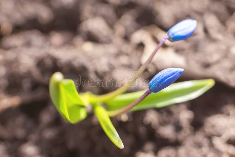 Blaue Knospen der Frühlingsblume Scylla stockfotografie Blaue Knospen der Frühlingsblume Scylla stockfotografie