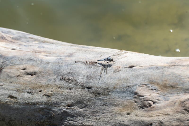 Blaue Libelle Odonata mit grünen Augen auf alten Baum in der Nähe. lizenzfreie stockbilder