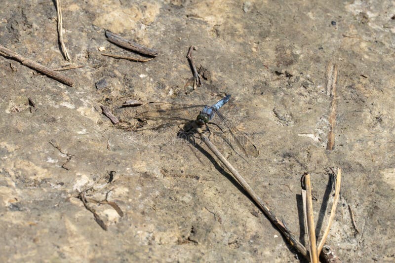 Blaue Libelle Odonata mit grünen Augen auf der Schotterstraße in der Nähe. lizenzfreies stockbild