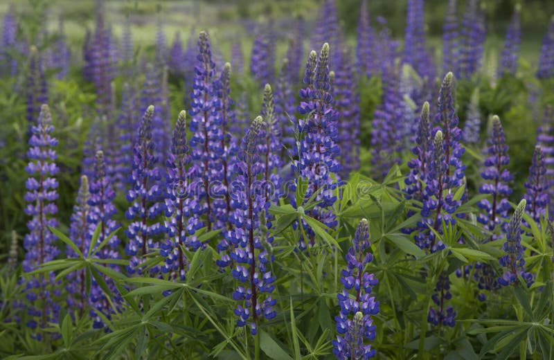 Blaue LupinenBlumen in Der Wiese Stockbild Bild von betriebe
