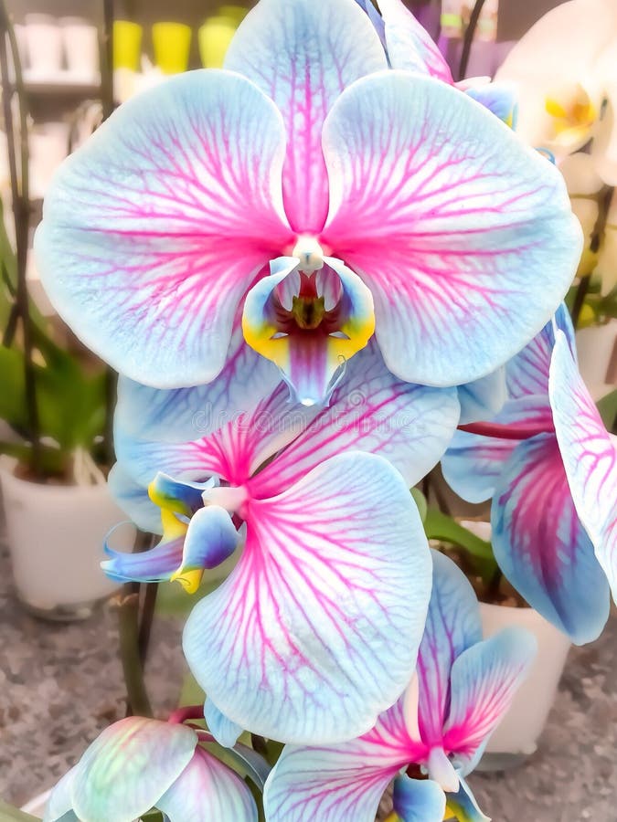 295 Blaue Orchideen Fotos Kostenlose und RoyaltyFree StockFotos von Dreamstime