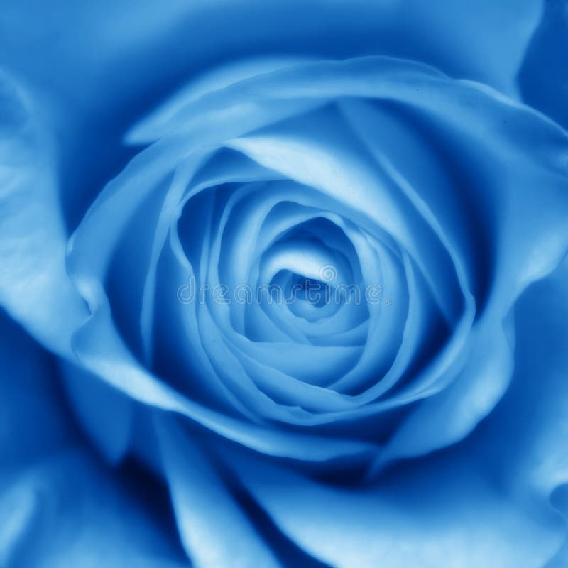 Blaue Rosen-Knospe