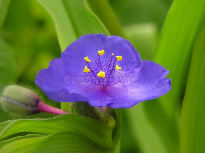Blaue schöne Blume stockbilder