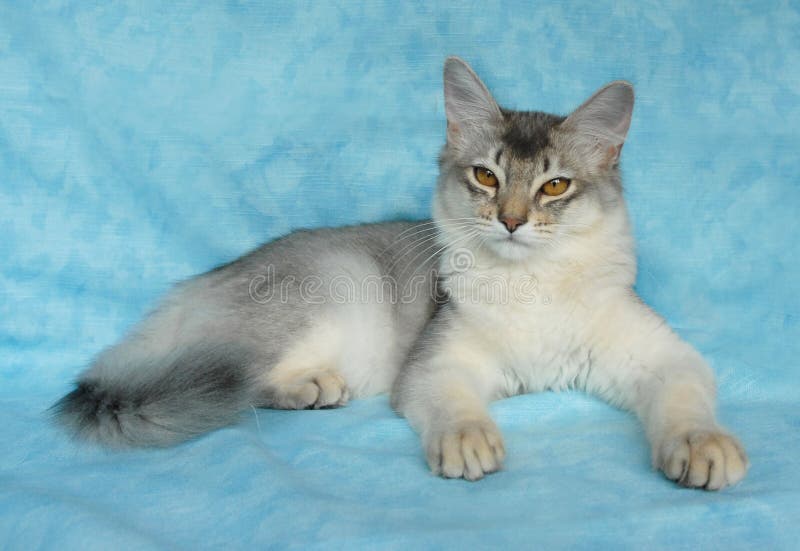 Blaue silberne somalische Katze lizenzfreie stockfotografie