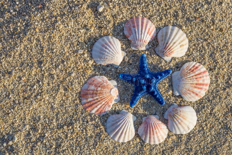 Blaue Starfish und Oberteile Kreis- vereinbart auf Sand am Strand stockfotografie Blaue Starfish und Oberteile Kreis- vereinbart auf Sand am Strand stockfotografie