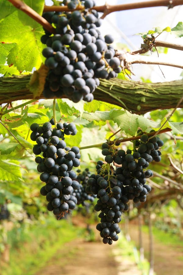 Blaue Traube im Garten stockfoto. Bild von schönheit 34720190