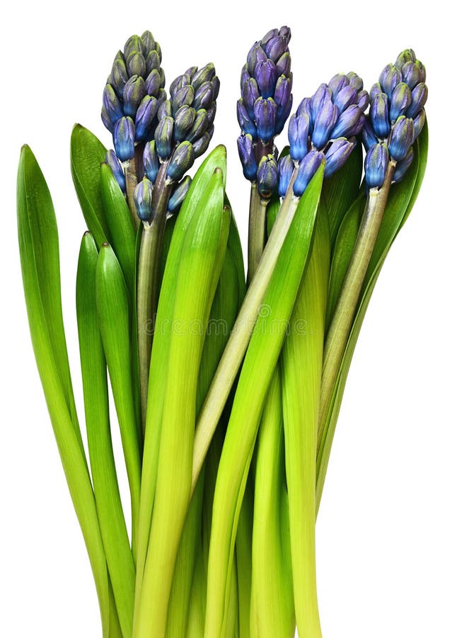 Blaue und grüne Hyazinthenblumen und -blätter lizenzfreie stockbilder Blaue und grüne Hyazinthenblumen und -blätter lizenzfreie stockbilder