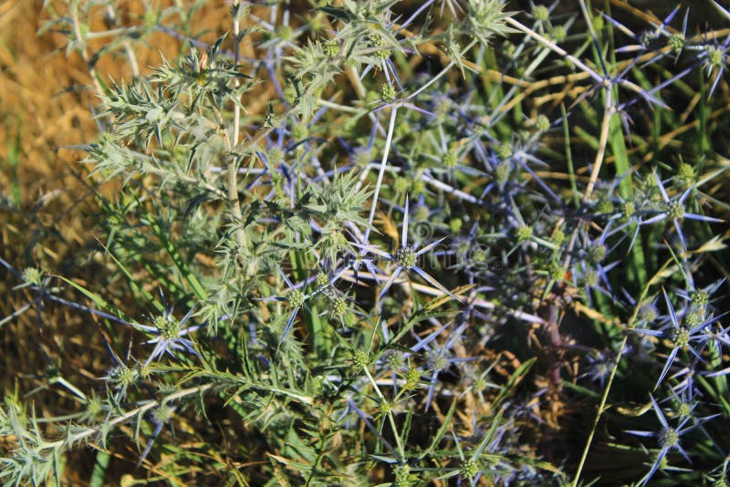 Blaue und grüne stachelige Anlagen stockfotos Blaue und grüne stachelige Anlagen stockfotos