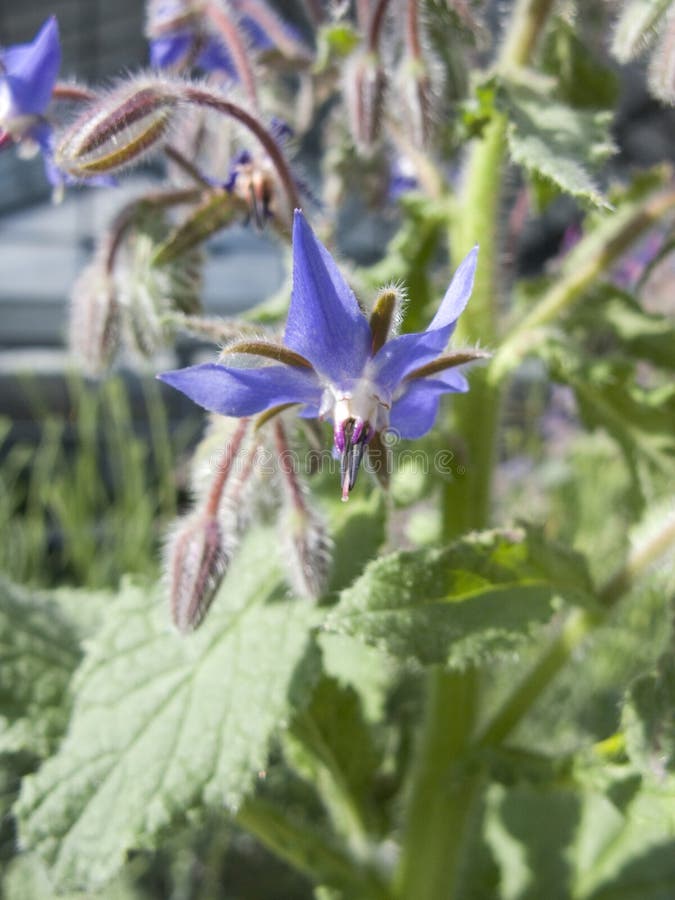 Blauer Blumenabschluß oben von Borago officinalis lizenzfreie stockbilder Blauer Blumenabschluß oben von Borago officinalis lizenzfreie stockbilder