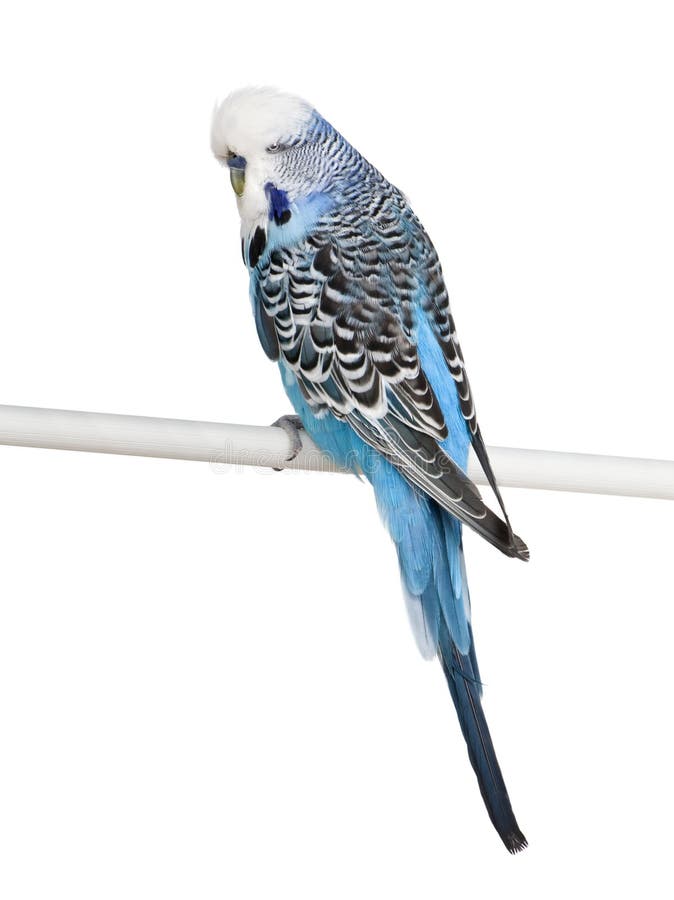 Blauer Budgerigarvogel vor wite Hintergrund stockbilder Blauer Budgerigarvogel vor wite Hintergrund stockbilder