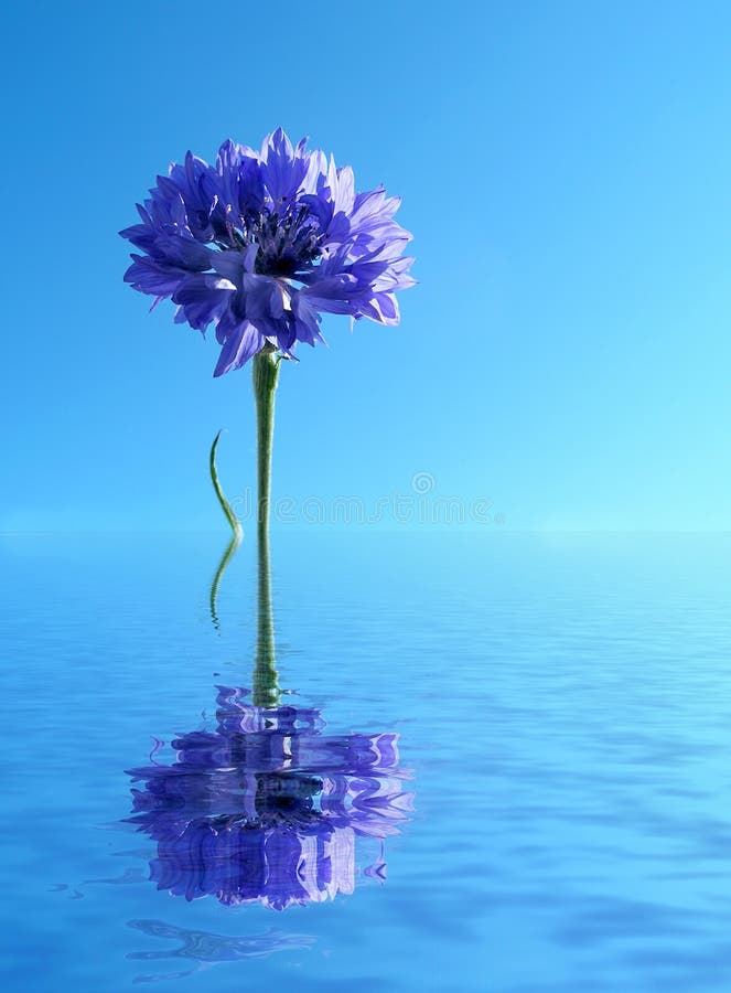 Blauer Cornflower im Wasser lizenzfreies stockbild Blauer Cornflower im Wasser lizenzfreies stockbild