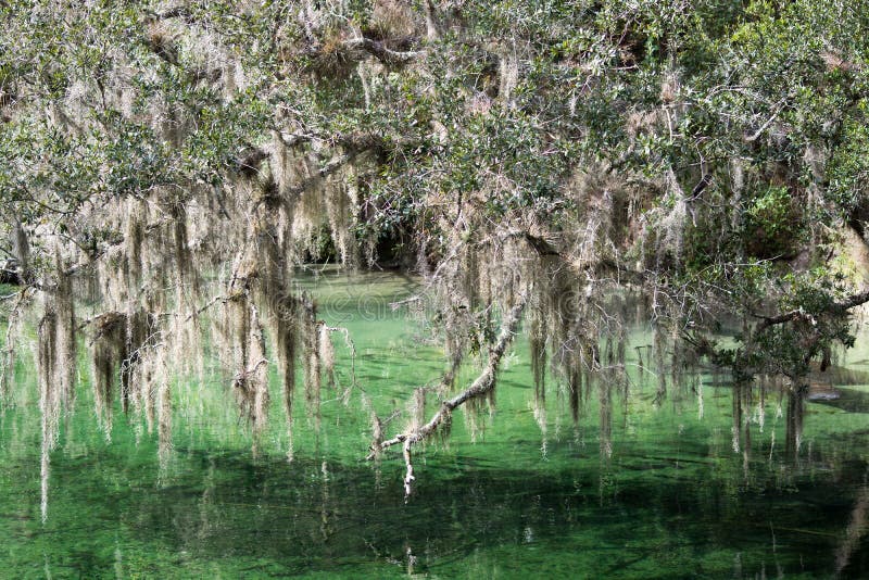 Blauer Frühlings-Nationalpark, Florida, USA lizenzfreies stockfoto Blauer Frühlings-Nationalpark, Florida, USA lizenzfreies stockfoto