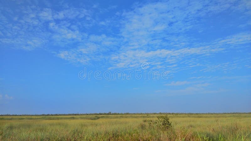 Blauer Himmel auf der Spitzen- Landschaft von peatland von Süd-Sumatra stockbild Blauer Himmel auf der Spitzen- Landschaft von peatland von Süd-Sumatra stockbild