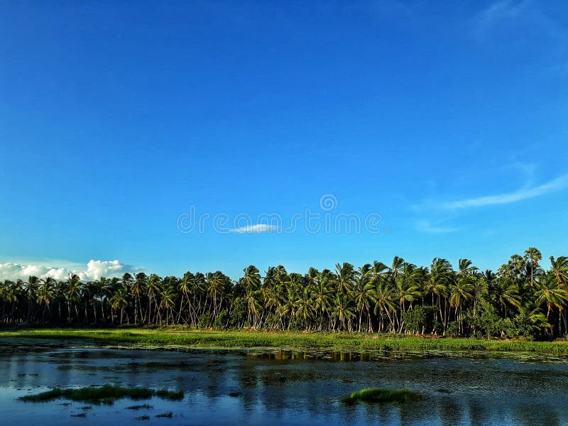 Blauer Himmel der Seewolke und grüne Gräser stockfotos Blauer Himmel der Seewolke und grüne Gräser stockfotos