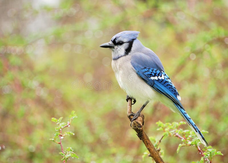 A blue jay perched on a tree branch. A blue jay perched on a tree branch.