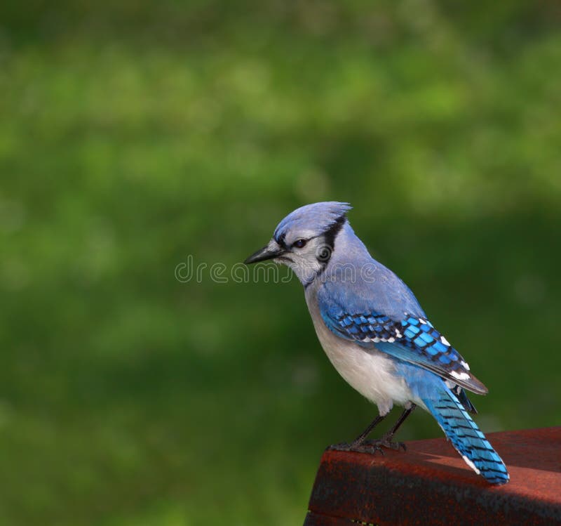 A Blue Jay perched on a metal exterior fireplace. The background is green grass. A Blue Jay perched on a metal exterior fireplace. The background is green grass.