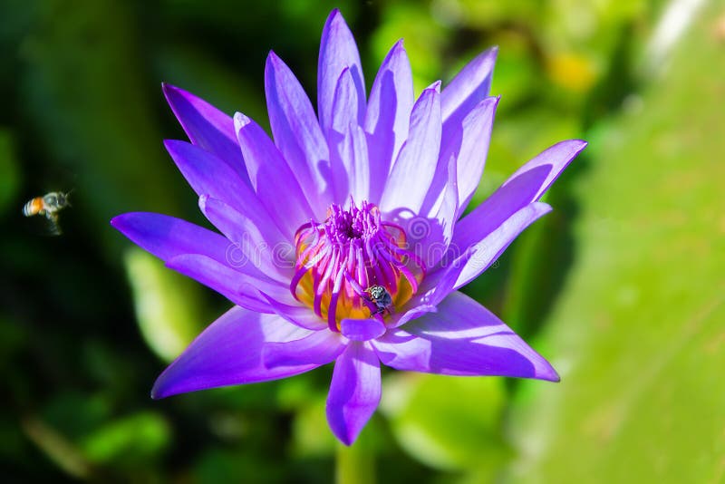 https://thumbs.dreamstime.com/b/blauer-lotus-nymphaea-caerulea-tats%C3%A4chlich-seine-wasserlilie-wasserliliken-und-lose-von-thailand-symbol-des-buddhismus-positive-231076490.jpg