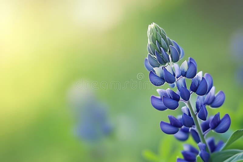 Blauer Lupine Blume in Weich grüne Wiese Blüte Pflanze Petalbild Foto Makro Frische Pasta machen stock abbildung