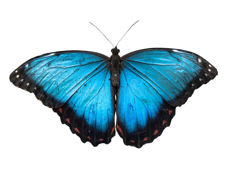 Blauer Morpho-Schmetterling, Morpho-peleides, lokalisiert auf weißem Hintergrund stockfotografie Blauer Morpho-Schmetterling, Morpho-peleides, lokalisiert auf weißem Hintergrund stockfotografie