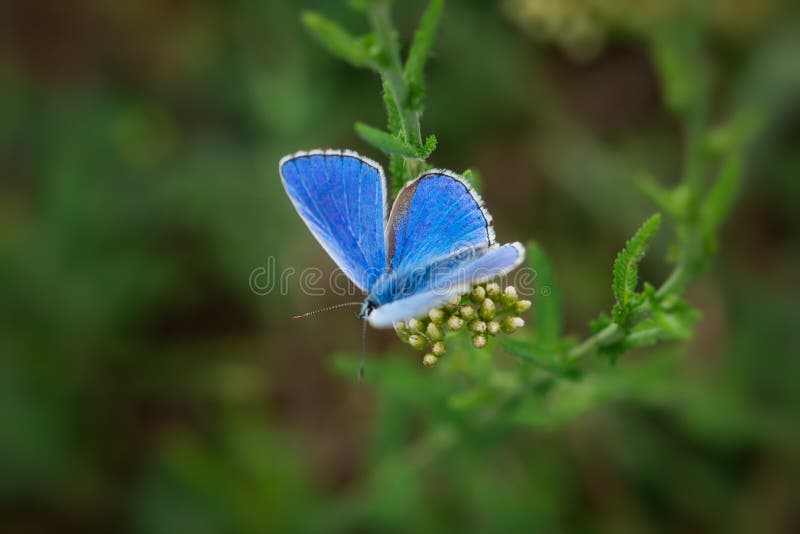 Blauer Schmetterling Lycaenidae Nahaufnahme auf einer wilden Blume lizenzfreies stockbild