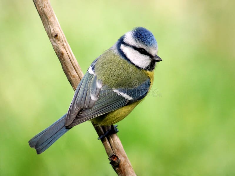 Colorful blue tit looking from her back. With blurred green background. Colorful blue tit looking from her back. With blurred green background.