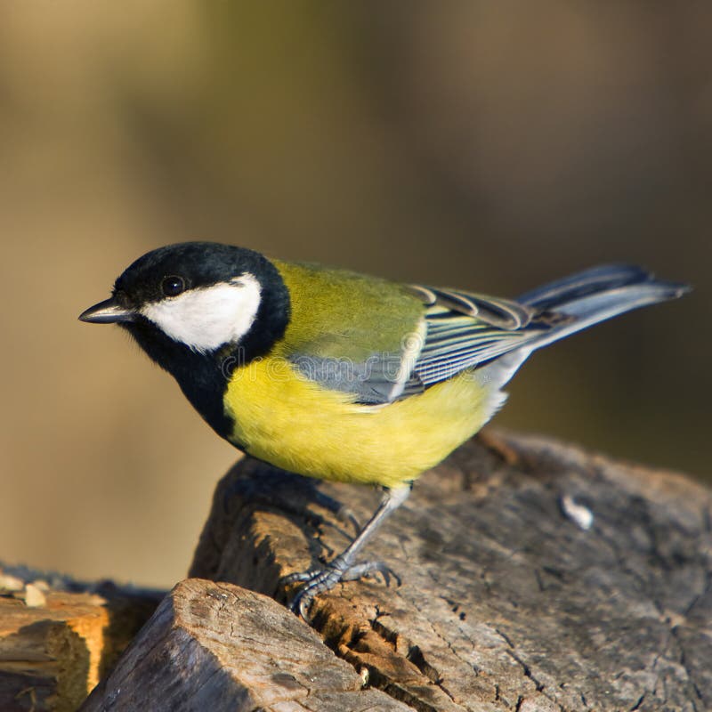 Blue tit on a branch, looking around. Blue tit on a branch, looking around.