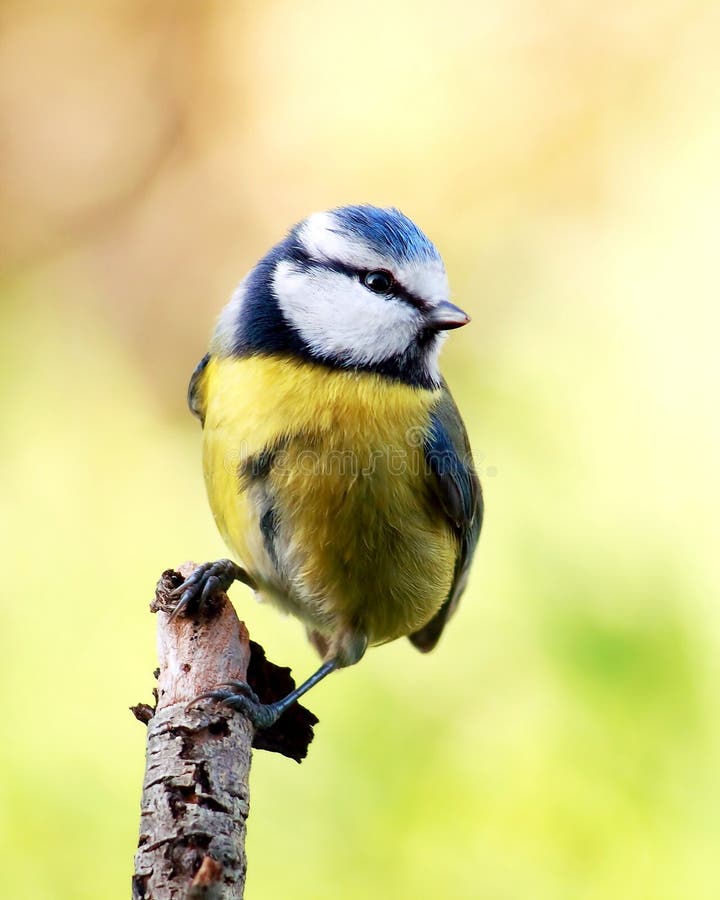 Blue tit on a branch, looking around and preparing to take off. Blue tit on a branch, looking around and preparing to take off.
