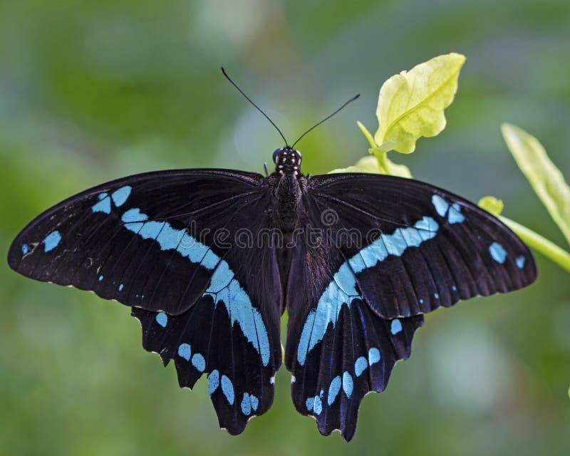 Blauer Türkis und schwarzer Schmetterling stockbild Blauer Türkis und schwarzer Schmetterling stockbild