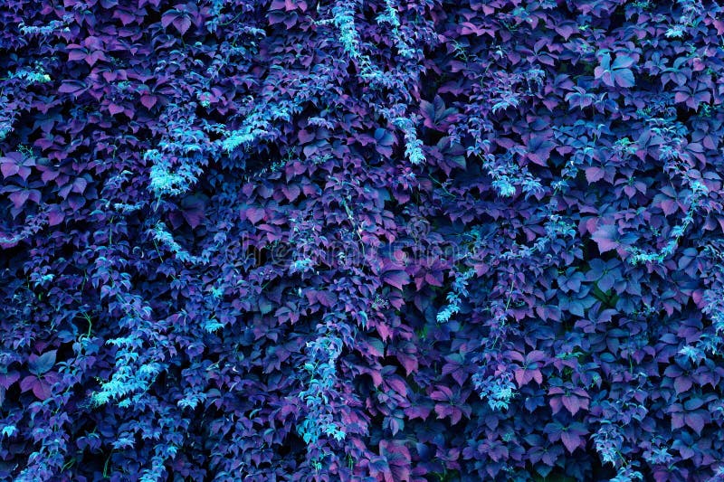 DER BLAUE EFEU stockbild. Bild von blau, nave, gras, blätter - 5682375