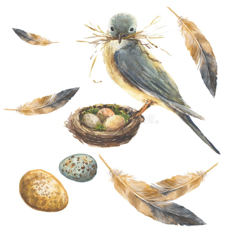 Blauer Vogel auf einem Nest mit einem Grashalm in seinem Schnabel Zwei schöne Eier und Federn set