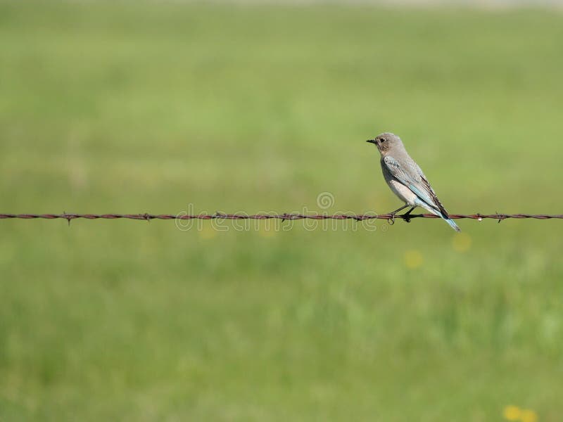 Blauer Vogel auf Zaun stockfoto. Bild von draht, fechten - 22181476
