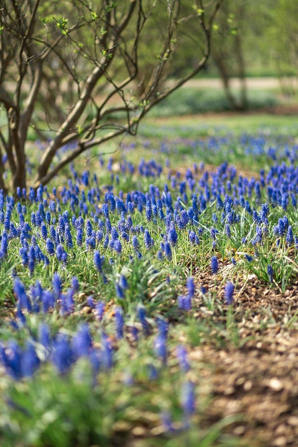 Blaues Feld der Traubenhyazinthe in einem Stadtpark während des sonnigen Tages des Frühlinges lizenzfreies stockbild Blaues Feld der Traubenhyazinthe in einem Stadtpark während des sonnigen Tages des Frühlinges lizenzfreies stockbild