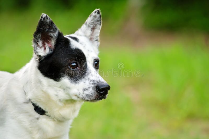 Blaues heeler oder australischer Viehhund mit Raum für Kopie stockbild Blaues heeler oder australischer Viehhund mit Raum für Kopie stockbild