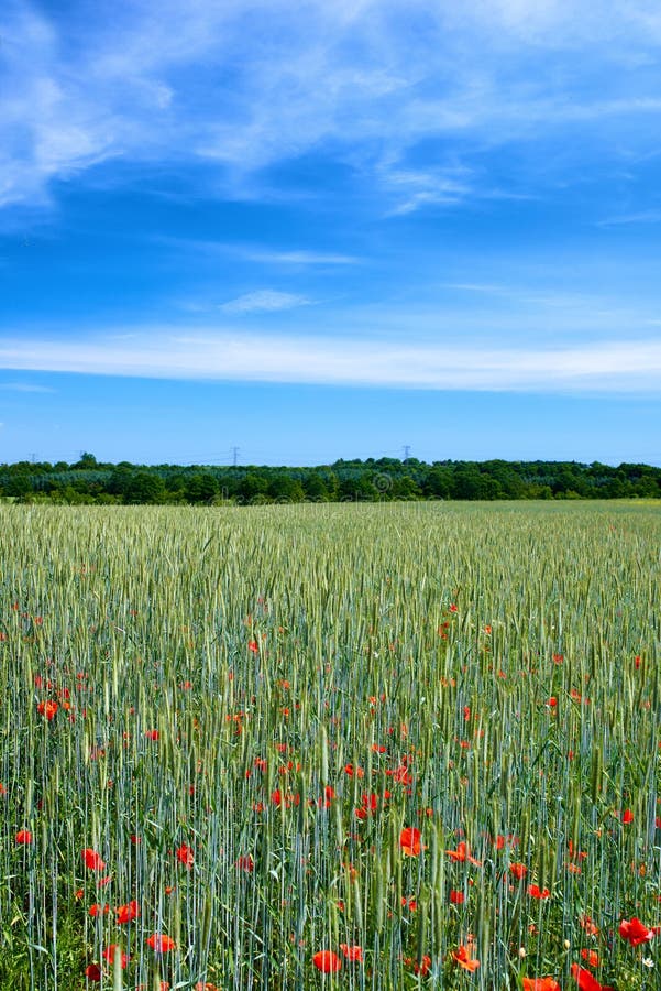 Blaues Himmelsfeld und Blumen mit Umwelt Outdoor und Nachhaltigkeit mit Ökosystem. Leere Landschaften und Bäume stockfotografie