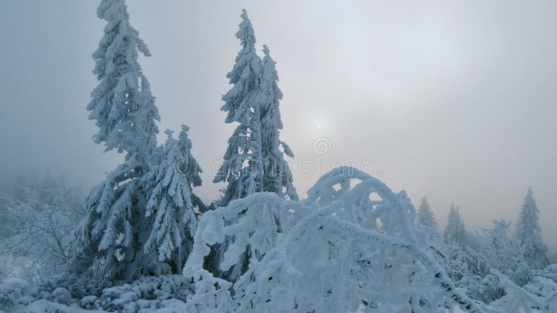 Blaues Licht in gefrorenen Nebelwald in wilder Winternatur