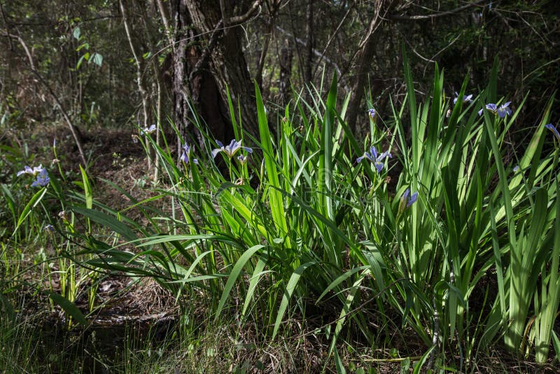 Blaues Louisiana-Irisblumenwachsen wild entlang der Bayoustraße stockfotos Blaues Louisiana-Irisblumenwachsen wild entlang der Bayoustraße stockfotos