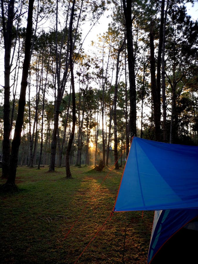 Blaues Zelt im Pinienwald mit Morgensonnenlicht durch die Pinienbäume lizenzfreie stockbilder Blaues Zelt im Pinienwald mit Morgensonnenlicht durch die Pinienbäume lizenzfreie stockbilder