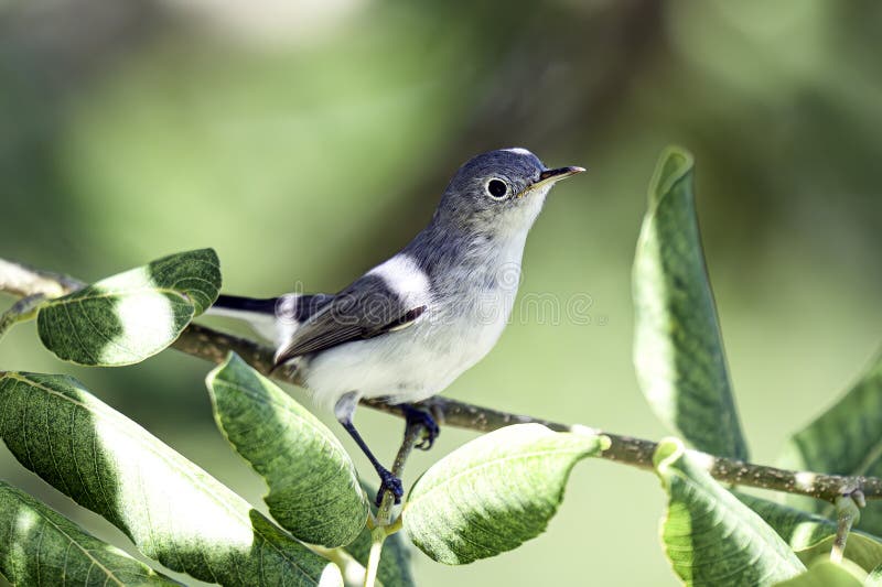 Blaugrabfänger auf Zweig. stockfotografie