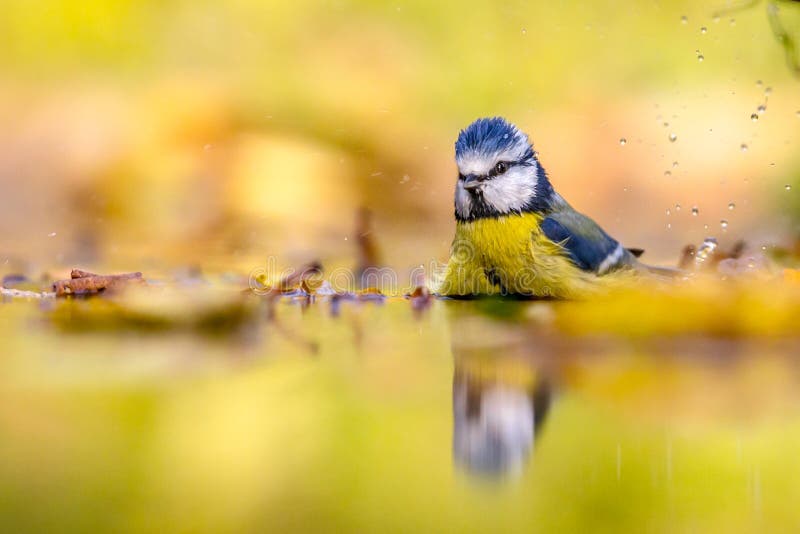 Blaumeise im Wasserherbsthintergrund lizenzfreie stockfotografie Blaumeise im Wasserherbsthintergrund lizenzfreie stockfotografie