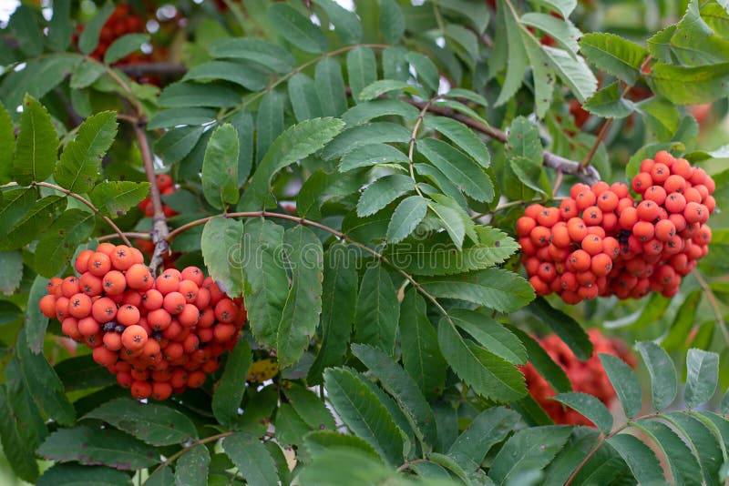 Blauorangeenbeeren nach Regen. Herbstreihe stockfotos