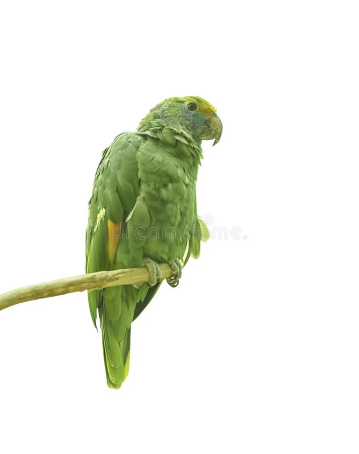Blauw-Cheeked Amazonië, Amazona-dufresniana, blauw-cheeked papegaai, Amazonië van Dufresne, een papegaai inheems aan Noordelijk Z stock afbeelding Blauw-Cheeked Amazonië, Amazona-dufresniana, blauw-cheeked papegaai, Amazonië van Dufresne, een papegaai inheems aan Noordelijk Z stock afbeelding