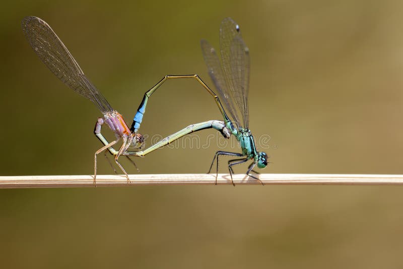 Blauw-de steel verwijderde van damselfly stock afbeelding Blauw-de steel verwijderde van damselfly stock afbeelding