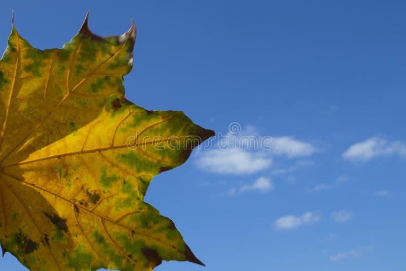 Blauw blauw in het najaar stock foto